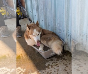 Drifter - Male Siberian Husky-Unknown Mix Dog for Adoption - Photo #6