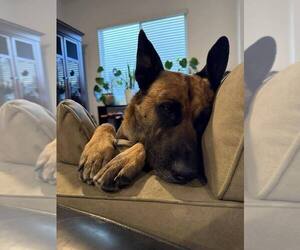 Arthur - Located in OK - Male German Shepherd Dog-Unknown Mix Dog for Adoption - Photo #6