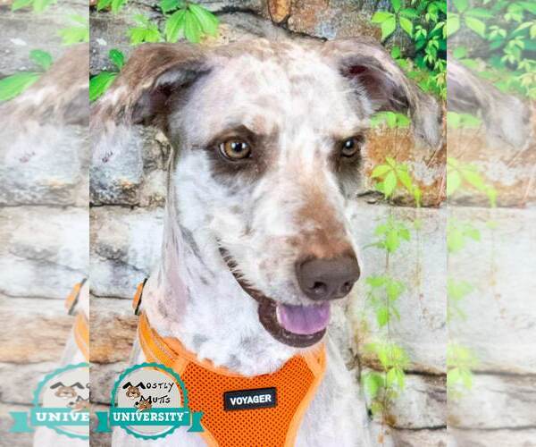 Medium Photo #1 Poodle (Standard)-Retriever  Mix Puppy For Sale in Kennesaw, GA, USA