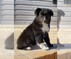 Miniature Australian Shepherd Puppy for sale in CHATTANOOGA, OK, USA