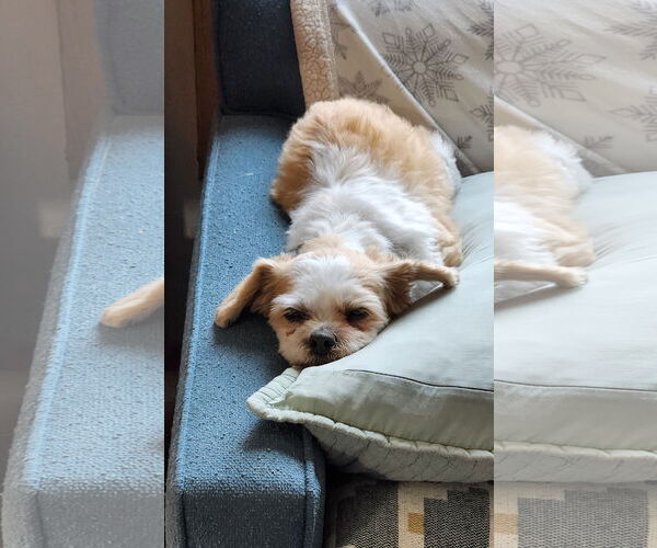 Medium Photo #2 Shih Tzu Puppy For Sale in St. Louis Park, MN, USA