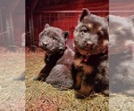 Small Photo #21 German Shepherd Dog Puppy For Sale in COWGILL, MO, USA