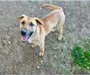 German Shepherd Dog Dogs for adoption in Riverside, CA, USA