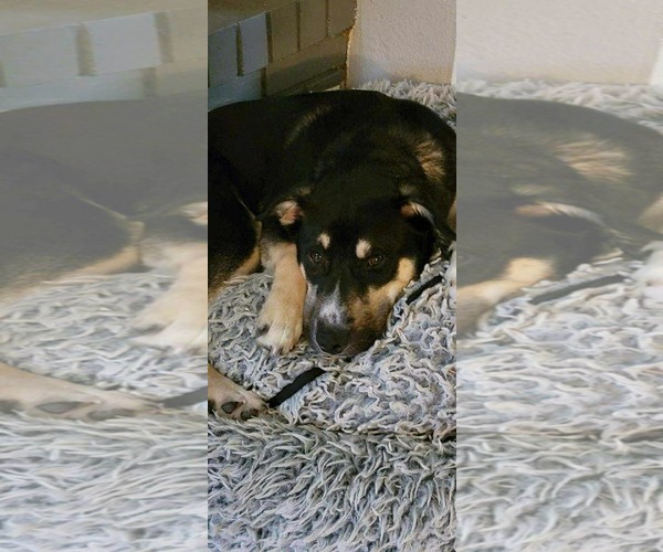 Medium Photo #6 Huskies -Unknown Mix Puppy For Sale in Holly Springs, NC, USA