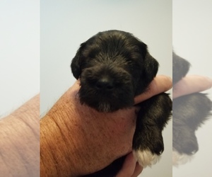 Schnauzer (Miniature) Puppy for sale in LEXINGTON, NC, USA