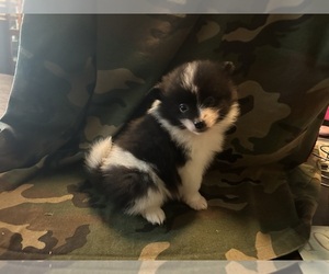 Pomeranian Puppy for sale in SAINT LOUIS, MO, USA