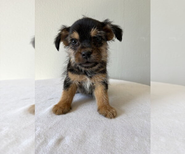 Medium Photo #2 Chihuahua-Unknown Mix Puppy For Sale in Studio City, CA, USA