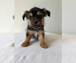 Small Photo #2 Chihuahua-Unknown Mix Puppy For Sale in Studio City, CA, USA