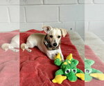 Small #2 Chihuahua Mix