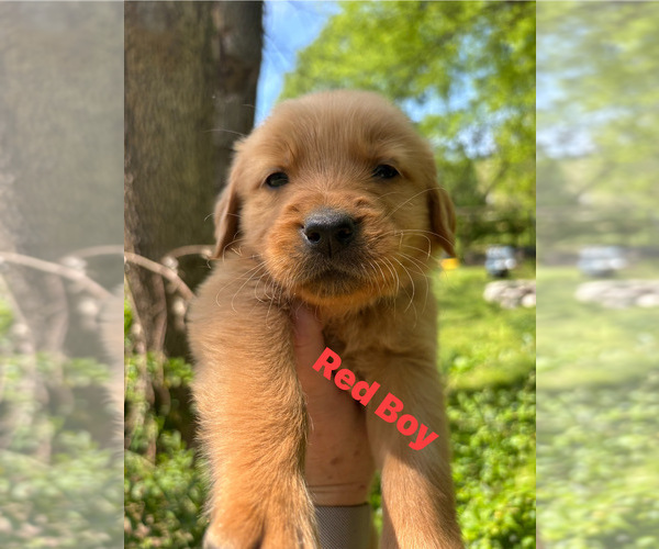Medium Photo #1 Golden Retriever Puppy For Sale in NASHVILLE, TN, USA