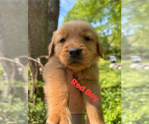 Golden Retriever Litter for sale in NASHVILLE, TN, USA