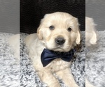 Small Photo #2 Golden Retriever Puppy For Sale in KETTLE FALLS, WA, USA