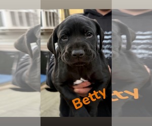 Mutt Dogs for adoption in Shillington, PA, USA