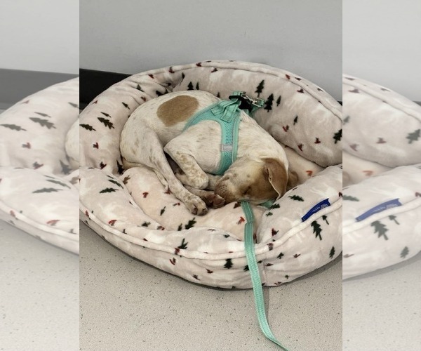 Medium Photo #11 Chihuahua-Unknown Mix Puppy For Sale in Boonton, NJ, USA