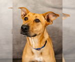 Small #1 German Shepherd Dog-Great Pyrenees Mix