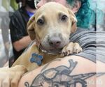 Small #1 Dachshund Mix