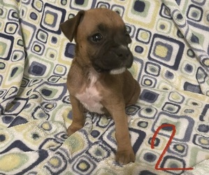 Boxer Puppy for sale in BAYTOWN, TX, USA