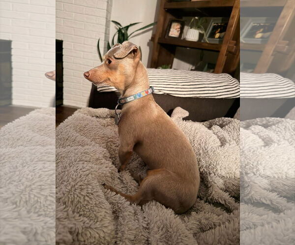 Medium Photo #2 Chihuahua-Unknown Mix Puppy For Sale in New London, WI, USA