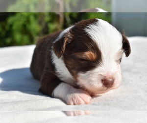 Miniature Australian Shepherd Puppy for sale in PALM COAST, FL, USA