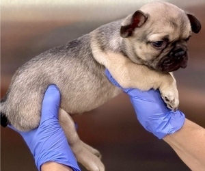 French Bulldog Puppy for sale in OAKLAND, CA, USA