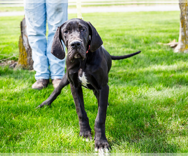 Medium Photo #3 Great Dane Puppy For Sale in WAKARUSA, IN, USA
