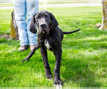 Small #2 Great Dane