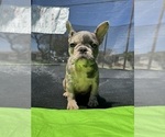 Small Photo #1 French Bulldog Puppy For Sale in NORWALK, CA, USA