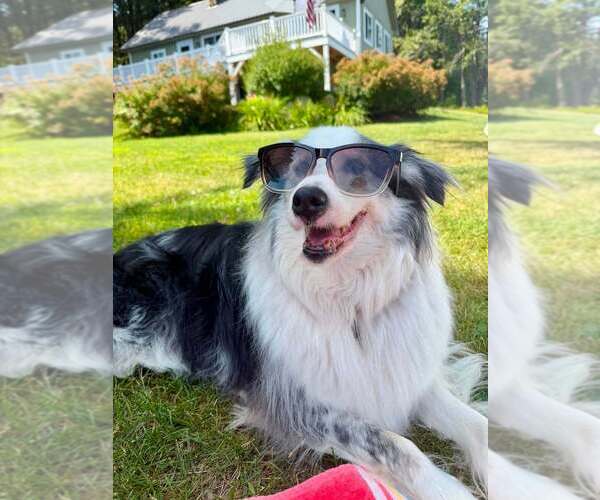 Medium Photo #19 Australian Shepherd-Unknown Mix Puppy For Sale in New York, NY, USA