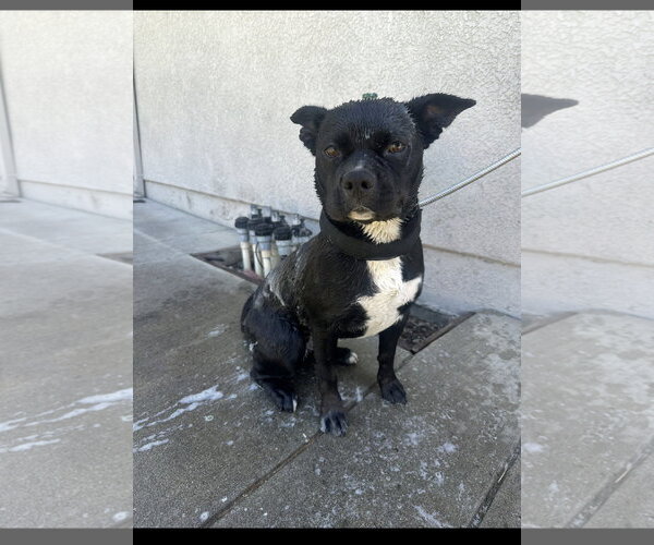 Medium Photo #1 American Pit Bull Terrier-Siberian Husky Mix Puppy For Sale in Woodland, CA, USA