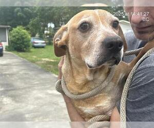 Beagle-Unknown Mix Dogs for adoption in Ocala, FL, USA