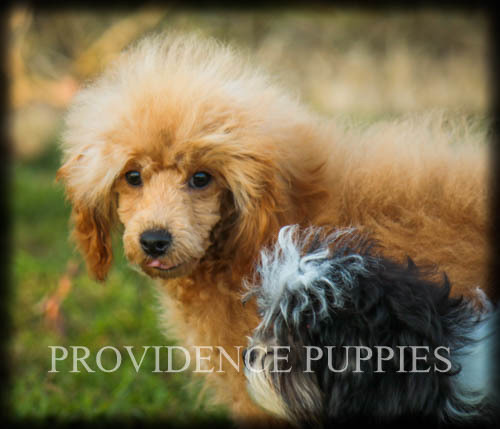 Medium Photo #61 Poodle (Miniature) Puppy For Sale in COPPOCK, IA, USA