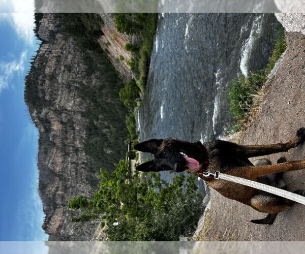 Medium Photo #2 Mutt Puppy For Sale in San Diego, CA, USA