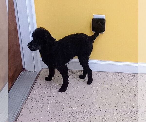 Medium Photo #2 Poodle (Toy) Puppy For Sale in York, SC, USA