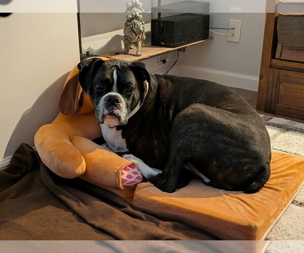Medium Photo #2 Boxer Puppy For Sale in Woodbury, MN, USA