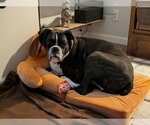 Small #1 Boxer