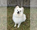 Small Photo #1 Pomeranian Puppy For Sale in PANTHER CREEK, TX, USA