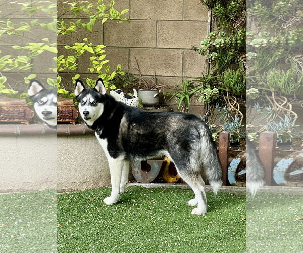 Medium Photo #2 Alusky Puppy For Sale in Menifee, CA, USA