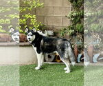 Small #1 Alusky