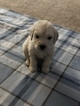 Small Photo #42 Goldendoodle Puppy For Sale in VACAVILLE, CA, USA