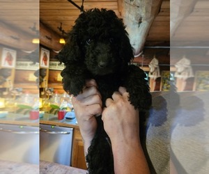 Goldendoodle Puppy for sale in LYONS, MI, USA