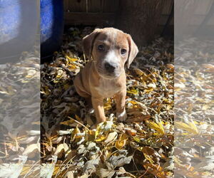 Boxador Dogs for adoption in Canal Winchester, OH, USA