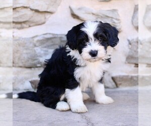 Bernedoodle (Miniature) Puppy for sale in NEW HOLLAND, PA, USA
