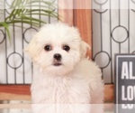 Small Photo #4 Mal-Shi-Shih Tzu Mix Puppy For Sale in NAPLES, FL, USA