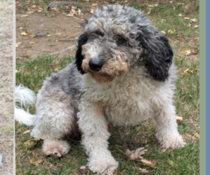 Father of the Miniature Bernedoodle puppies born on 02/03/2025