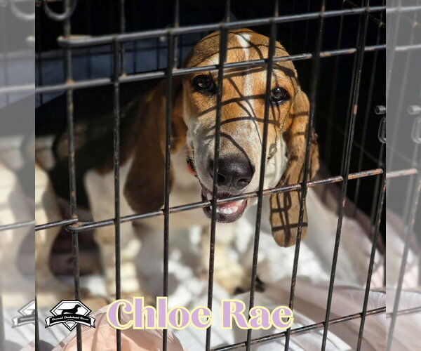 Medium Photo #3 Basschshund Puppy For Sale in San Antonio, TX, USA