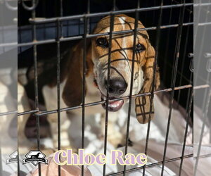 Chloe Rae - Female Basschshund Dog for Adoption - Photo #3