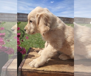 Golden Retriever Puppy for sale in CANON CITY, CO, USA