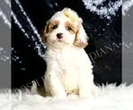 Small #4 Cavapoo
