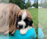 Puppy Red Saint Bernard