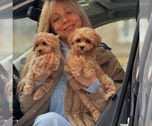 Maltipoo (Miniature) Dogs for adoption in SACRAMENTO, CA, USA